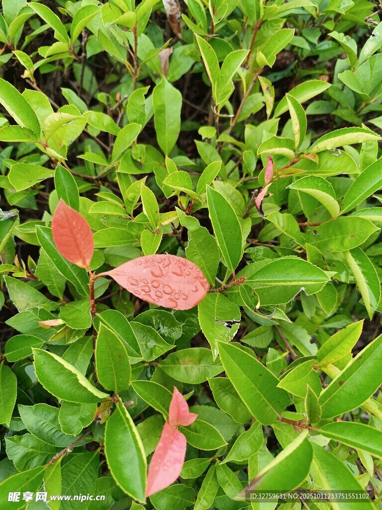 绿叶间的几片红嫩新叶