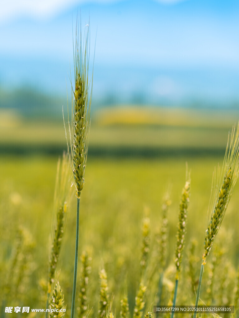金黄麦田尽显田园风光
