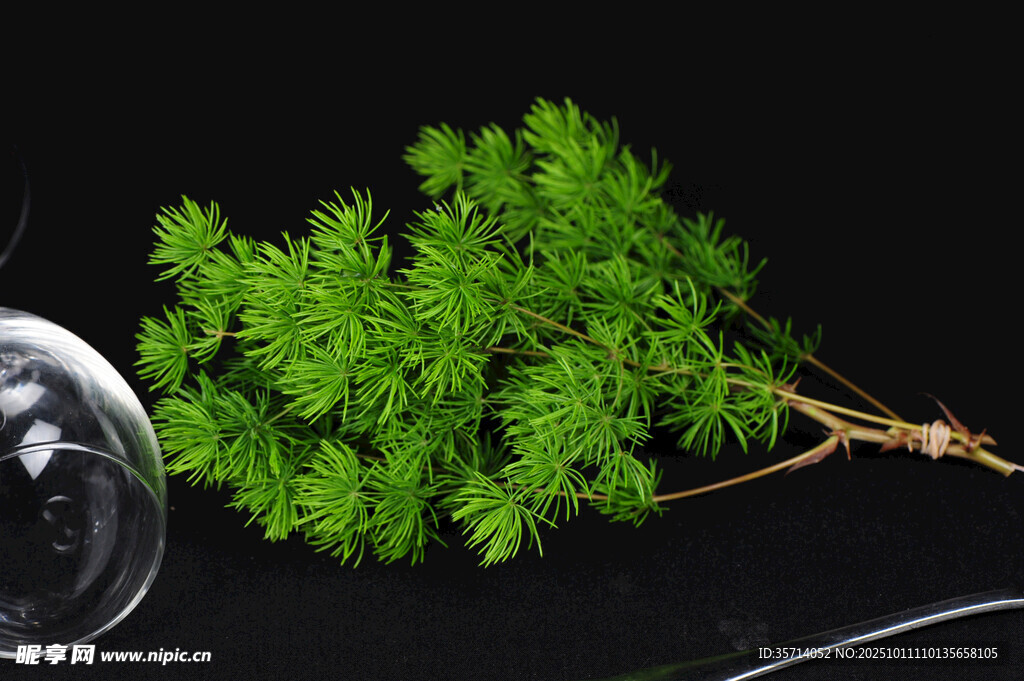 新鲜胡萝卜叶与金属器皿