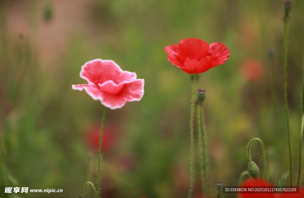 田野中绽放的娇艳虞美人