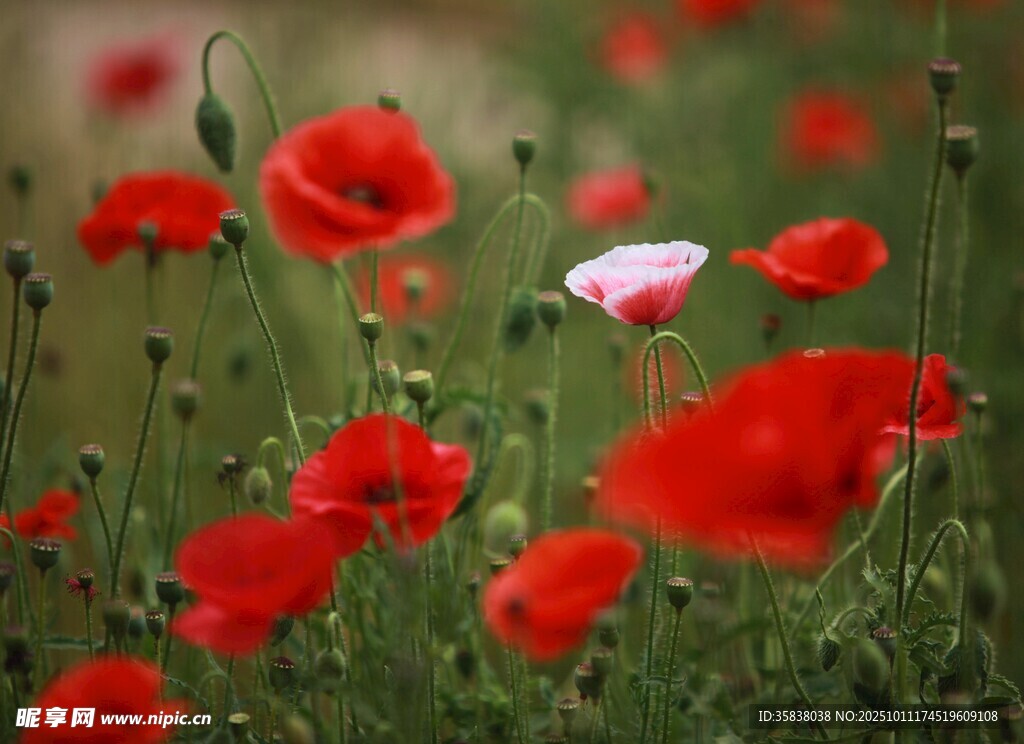 虞美人花海中的一抹粉
