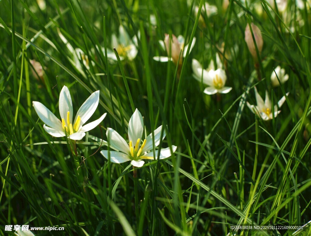 草丛中的清新葱兰花