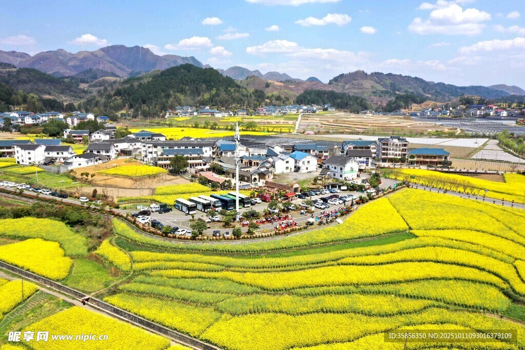 花茂村春日田园风光