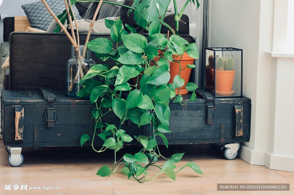 复古柜上垂挂的翠绿植物