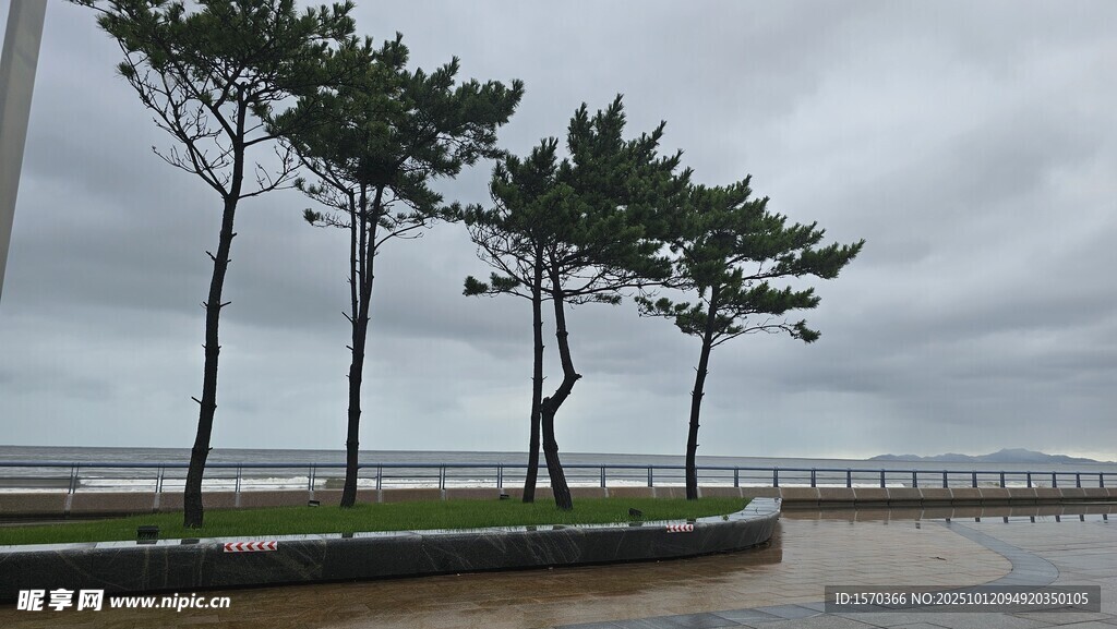 海边挺立的几棵松树