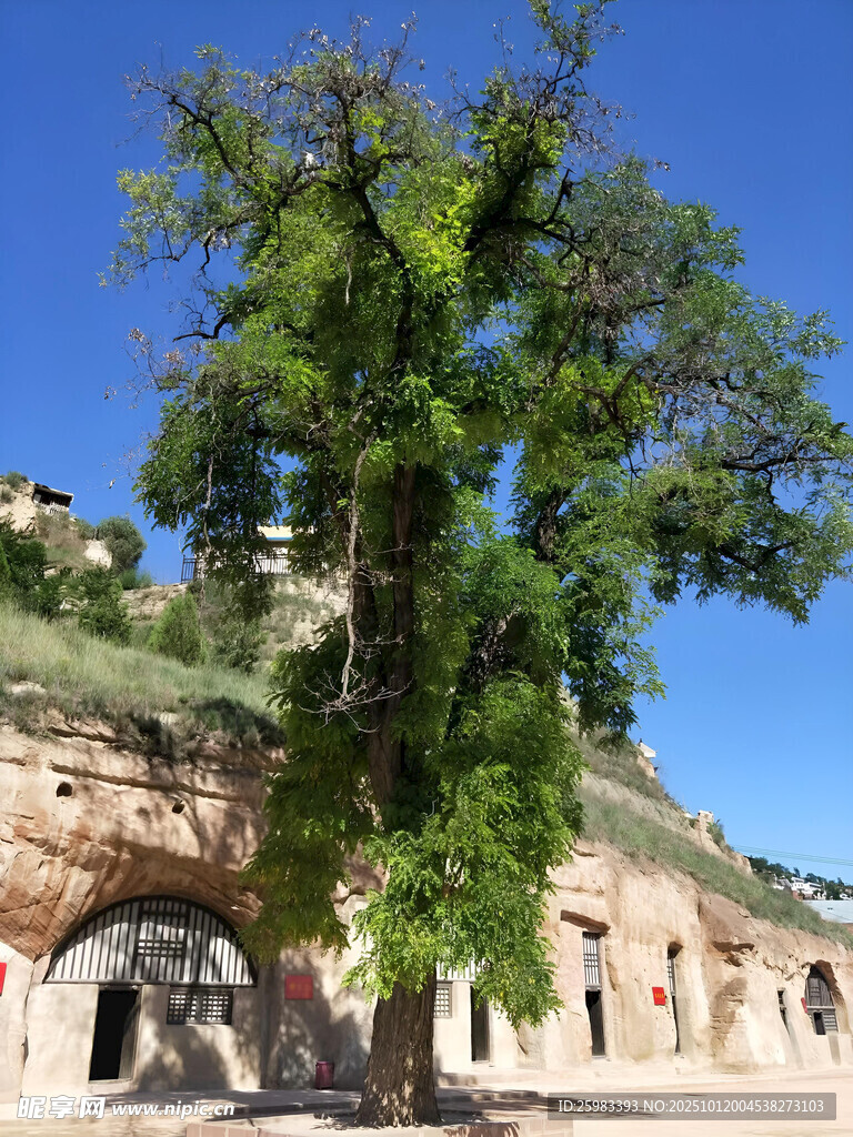 窑洞大树