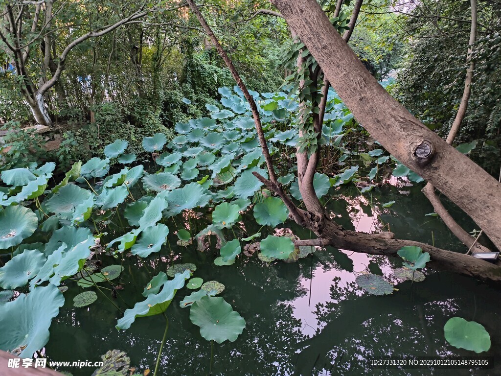 池塘荷叶与倾斜树干景观