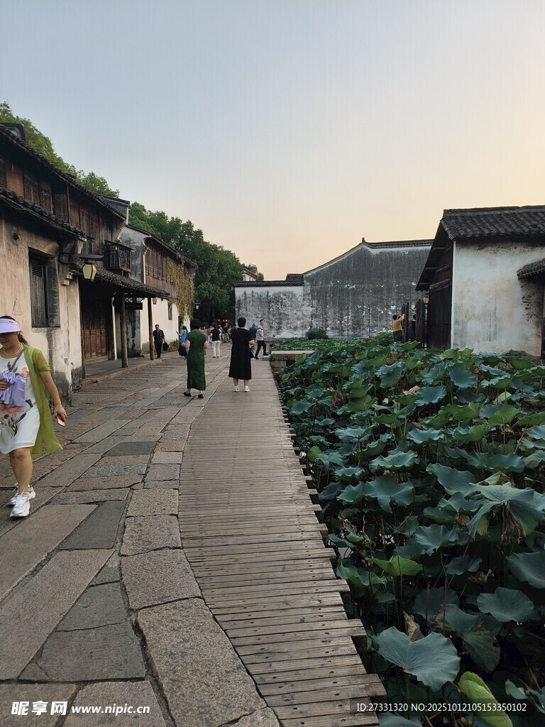 古巷荷塘边的悠闲漫步