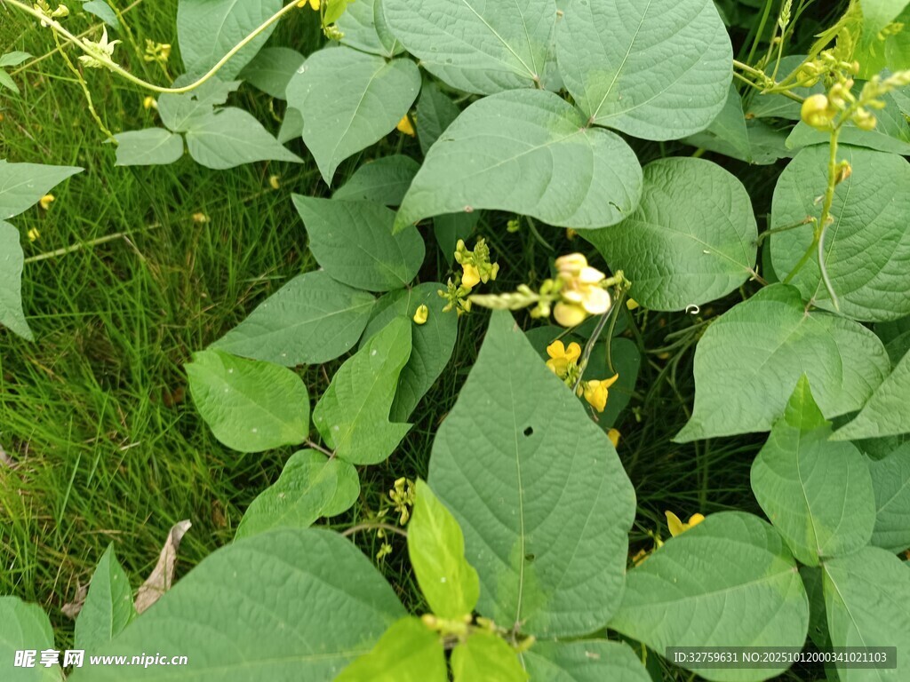 绿叶间的黄色小花