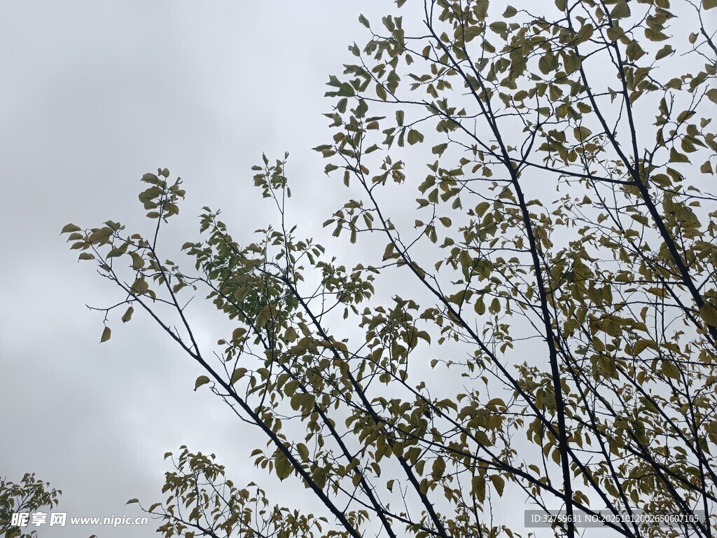 枝头绿叶映灰白天空