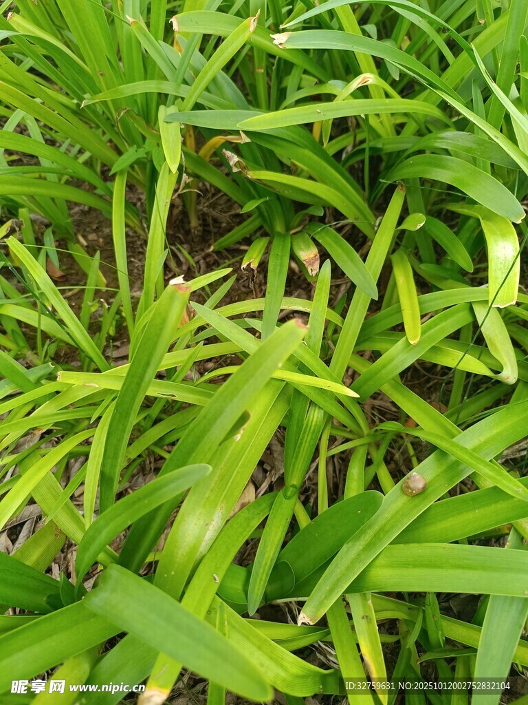 翠绿繁茂的丛生草本植物