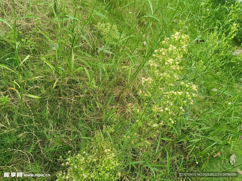 草丛中的黄色小花