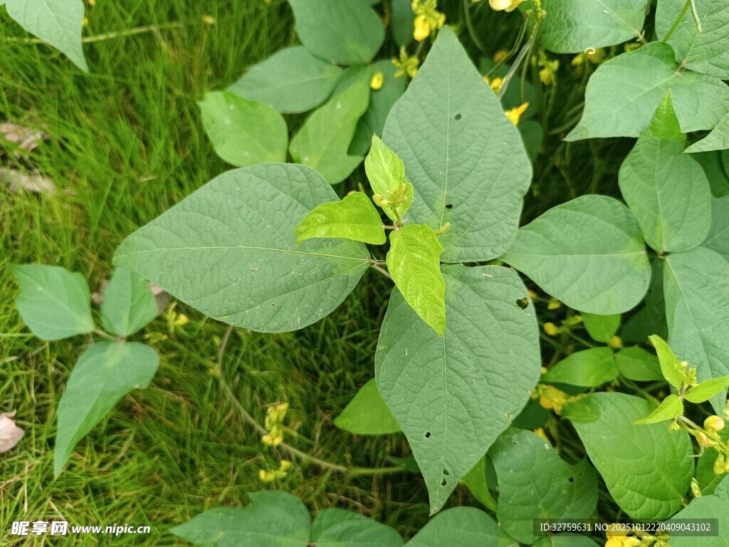 绿叶黄花的植物景观