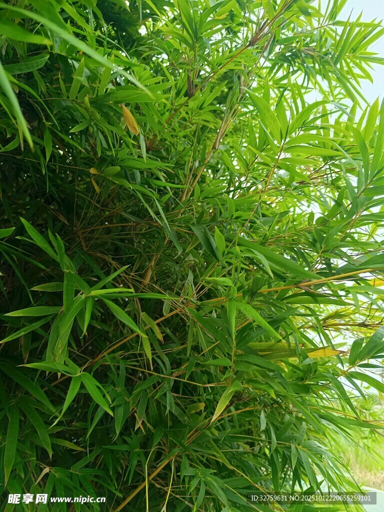 翠绿繁茂的竹叶特写