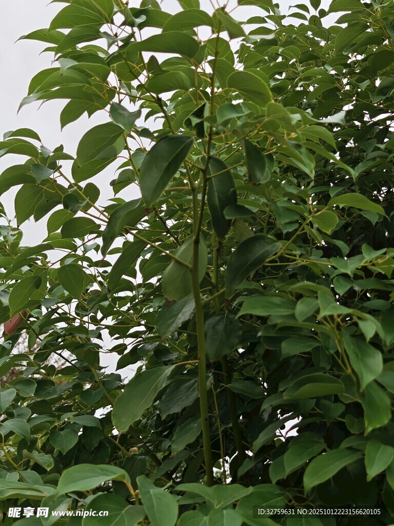 繁茂绿叶植物景观