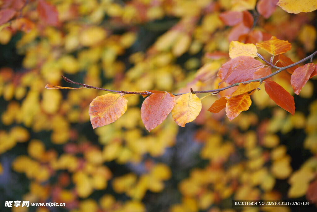 秋日树叶
