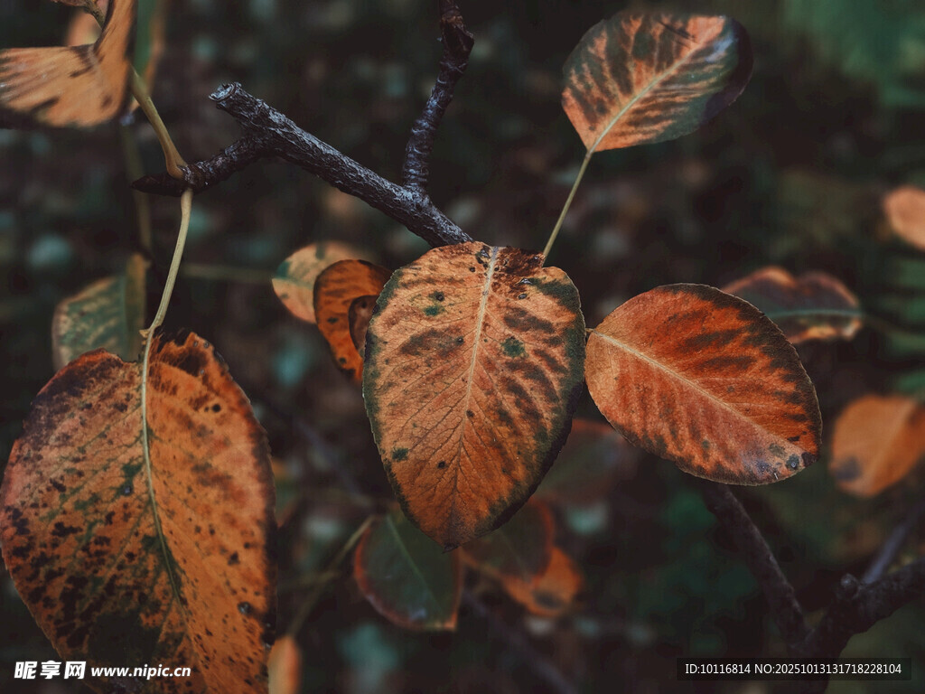 秋日树叶