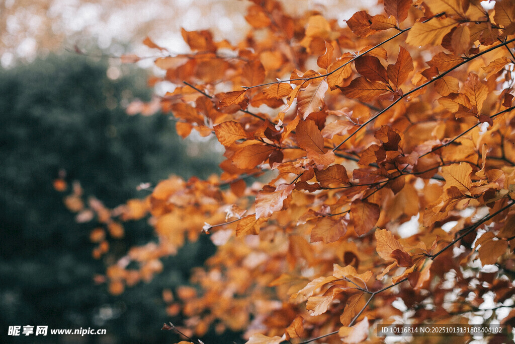 秋日树叶