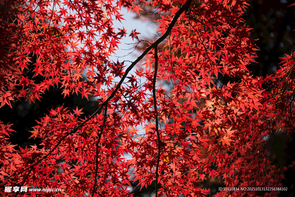 红枫叶