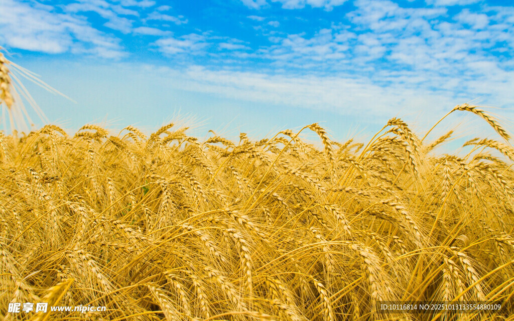 金色麦田
