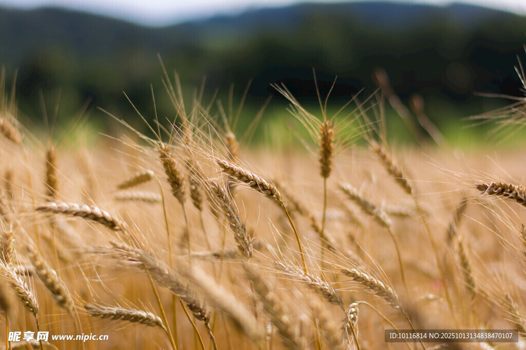 金黄麦田