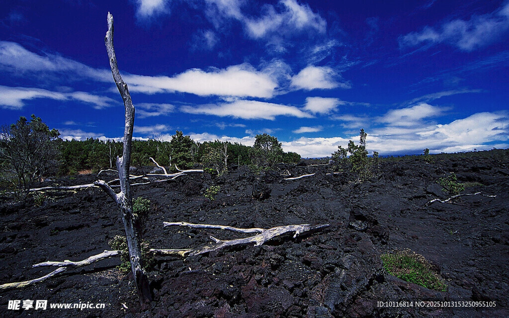 荒凉枯树