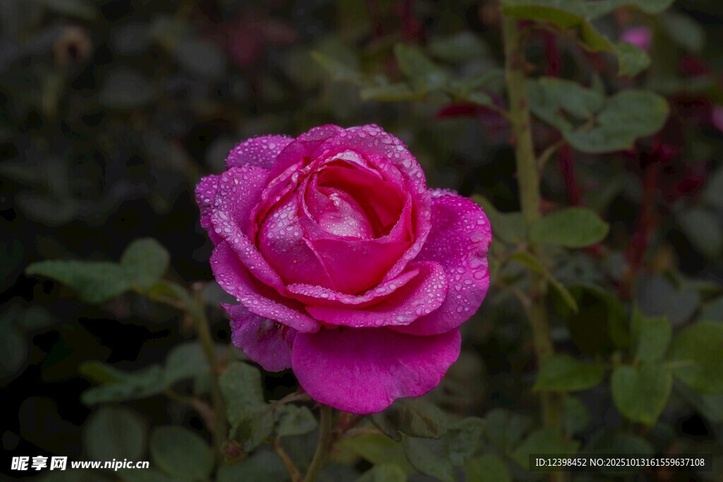 娇艳欲滴的粉色月季花
