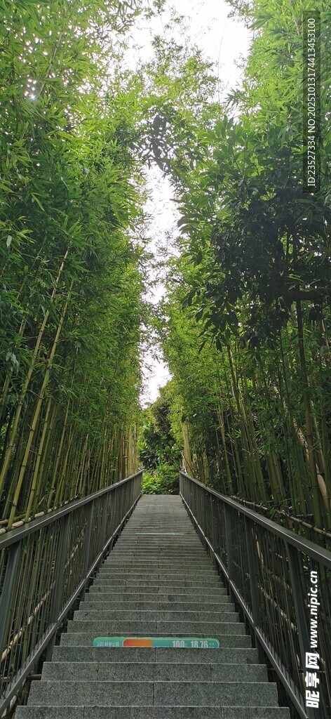 科技公园竹林步梯随拍 