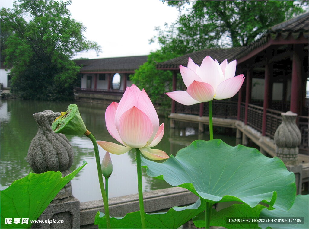 荷塘古景中的娇艳荷花