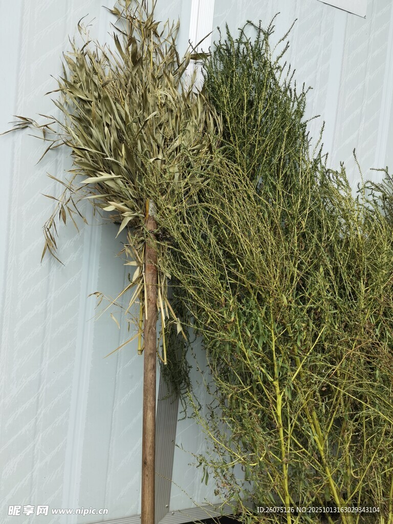 倾斜绿植靠墙而立