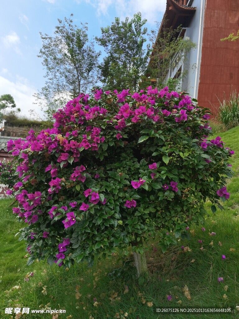 盛开的紫色三角梅景观