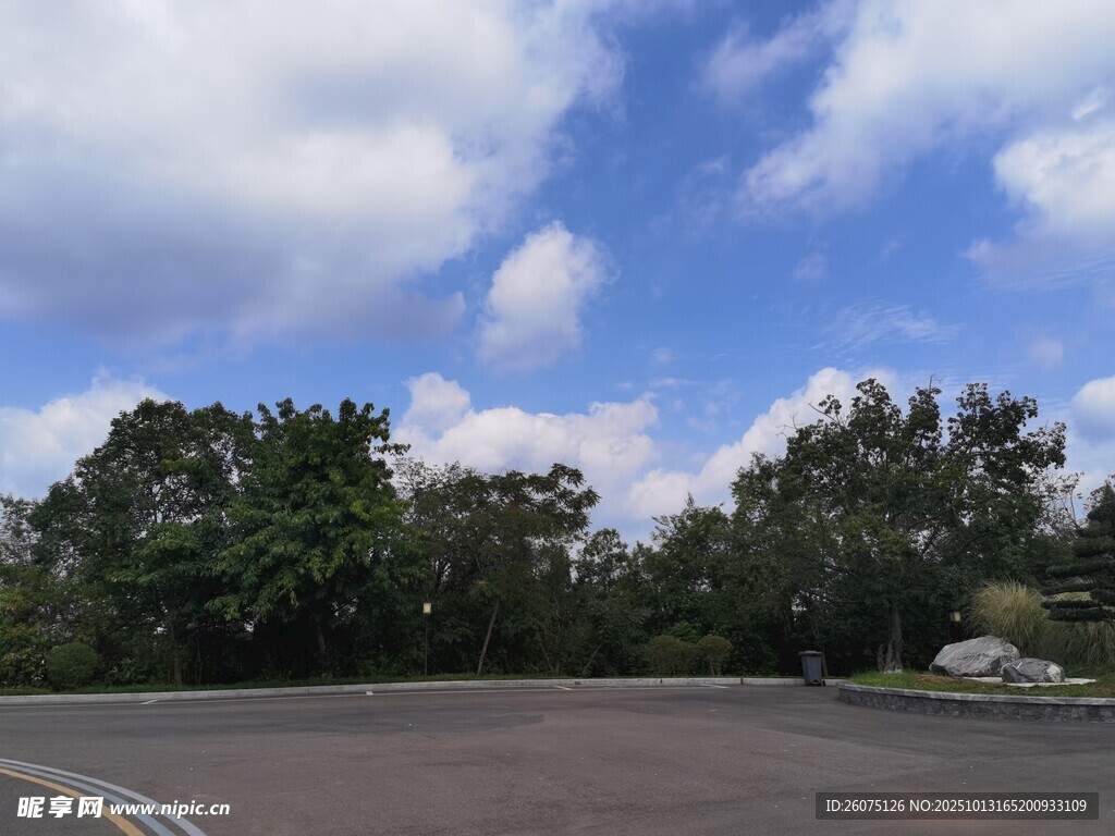 空旷道路旁的葱郁树木