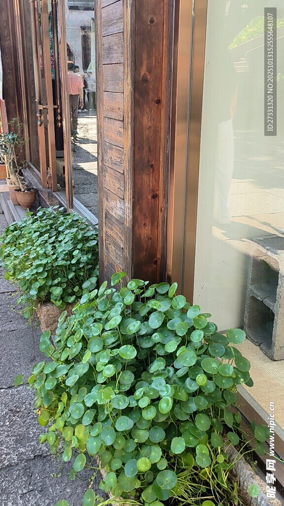 窗边翠绿植物生机盎然