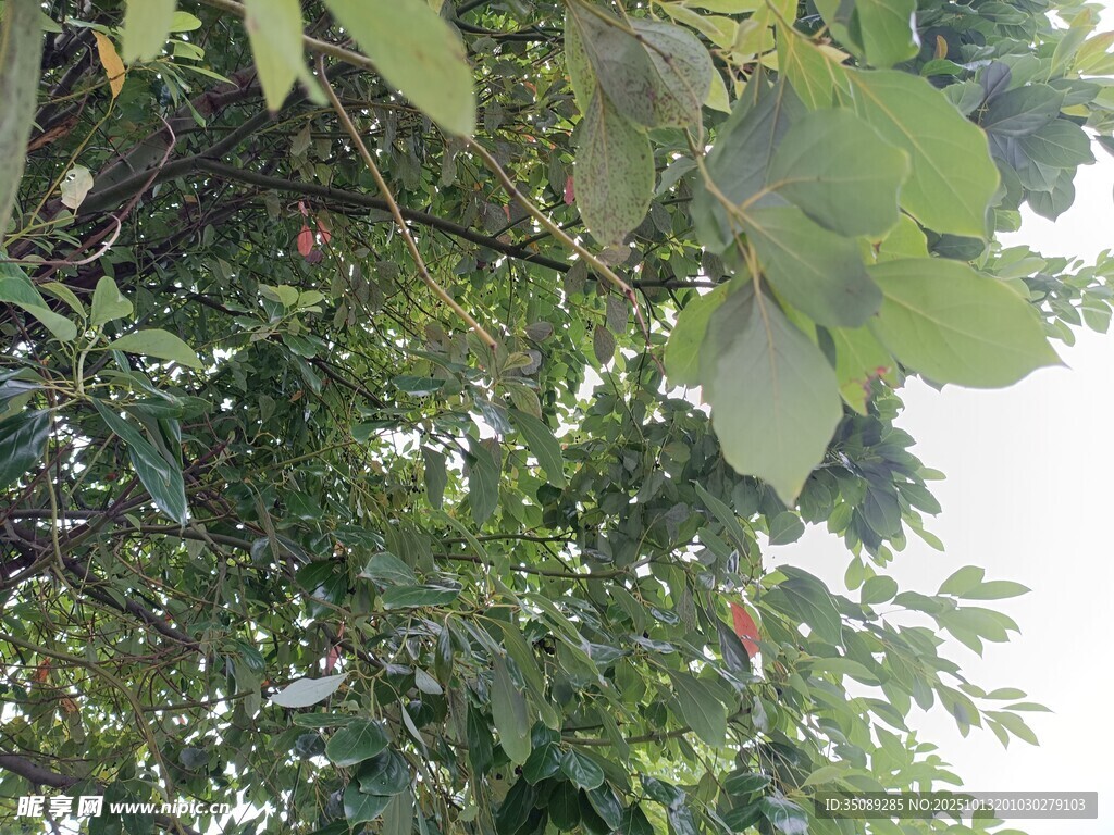 繁茂绿叶间的自然景致