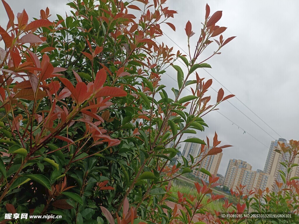 红叶绿植与远处城市景观