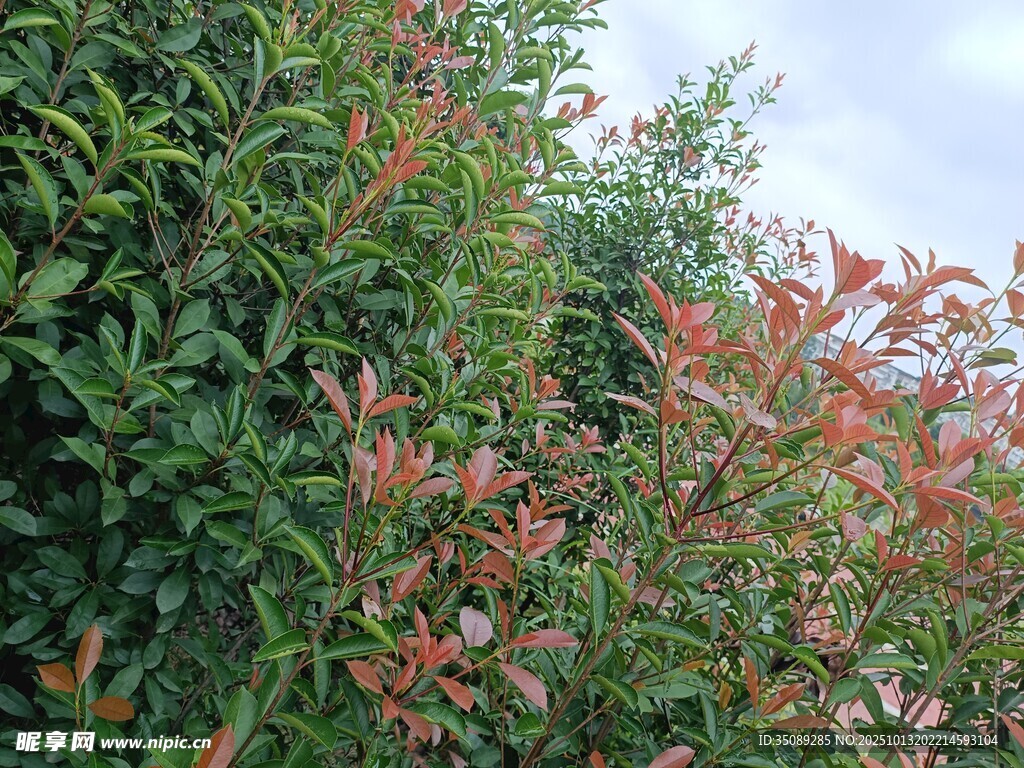 红绿相间的繁茂植物景观