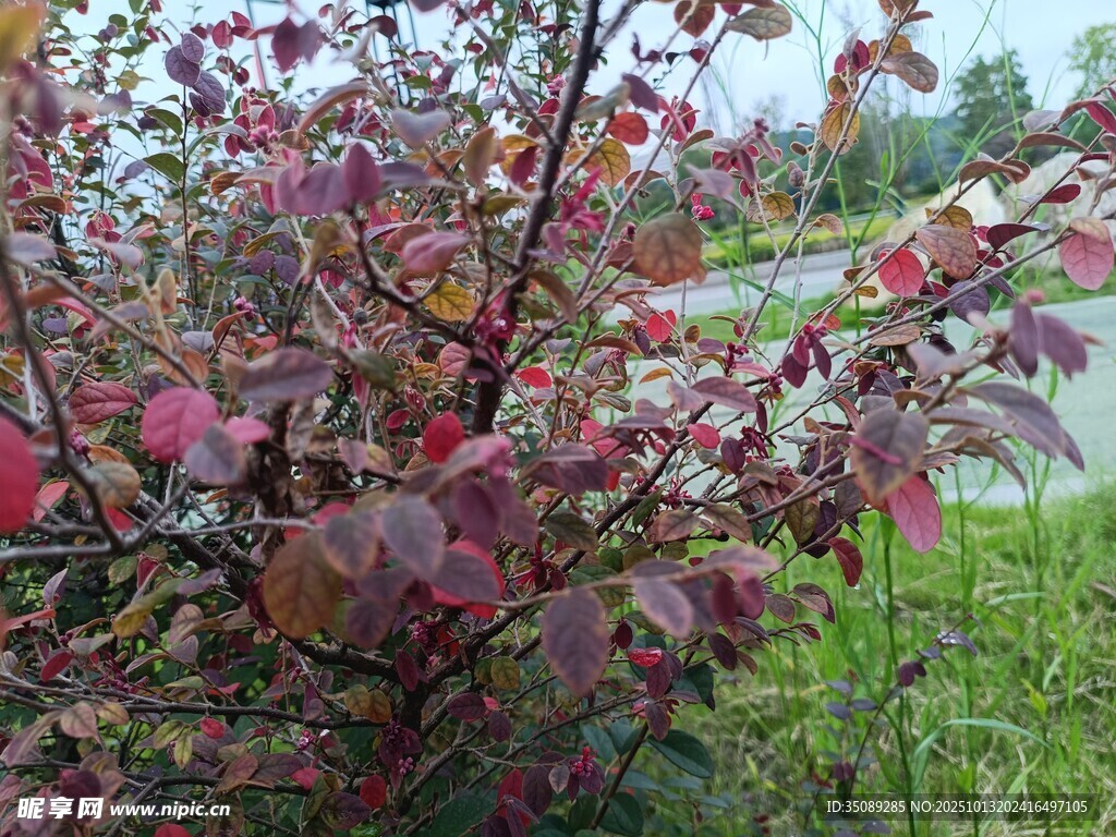 红叶满枝的绚烂植物