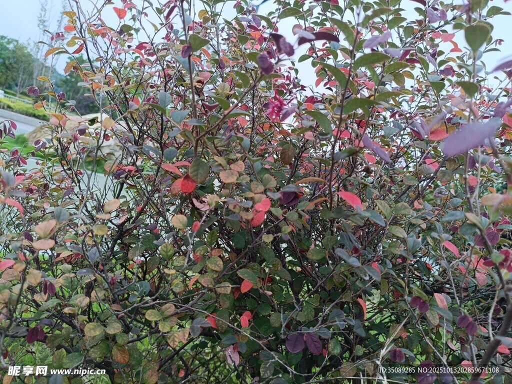 多彩枝叶的繁茂灌木丛