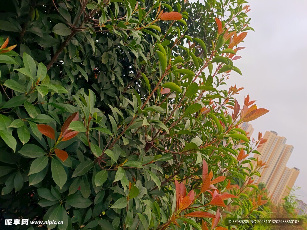 绿叶间绽放的橙红花朵