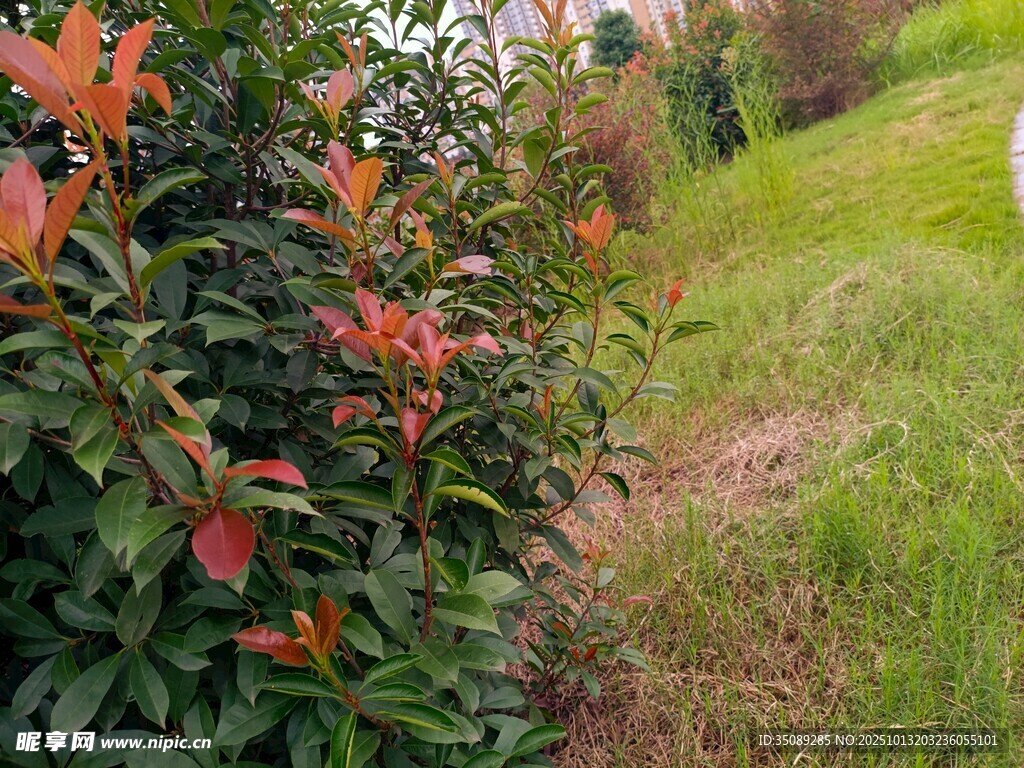 绿叶红边植物景观