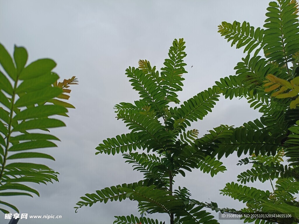 翠绿蕨类植物枝叶特写