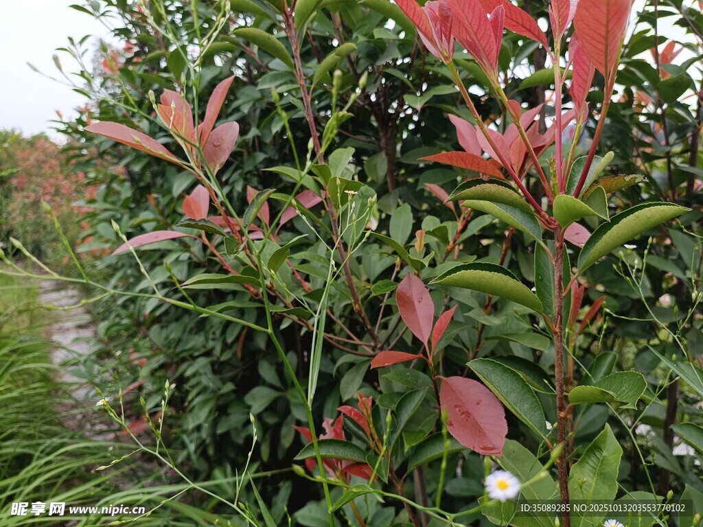 绿叶红边植物景观