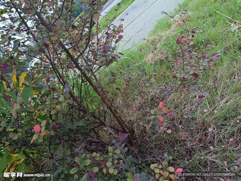 路边带花的低矮灌木丛