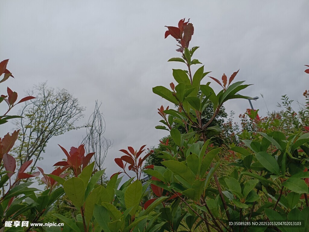 绿叶红梢的植物景观