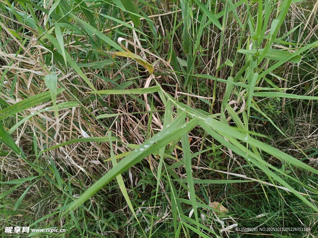 野外丛生的绿色杂草