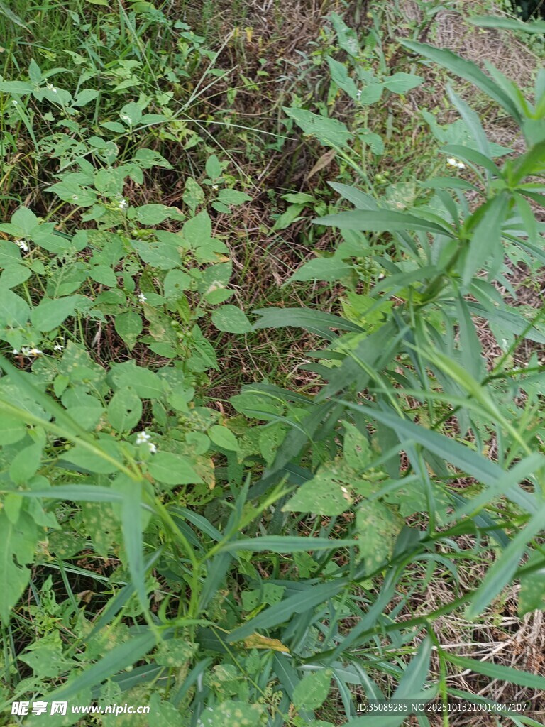 茂盛绿植生机盎然