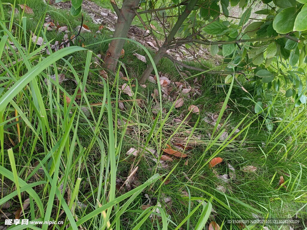草丛中的多彩蘑菇