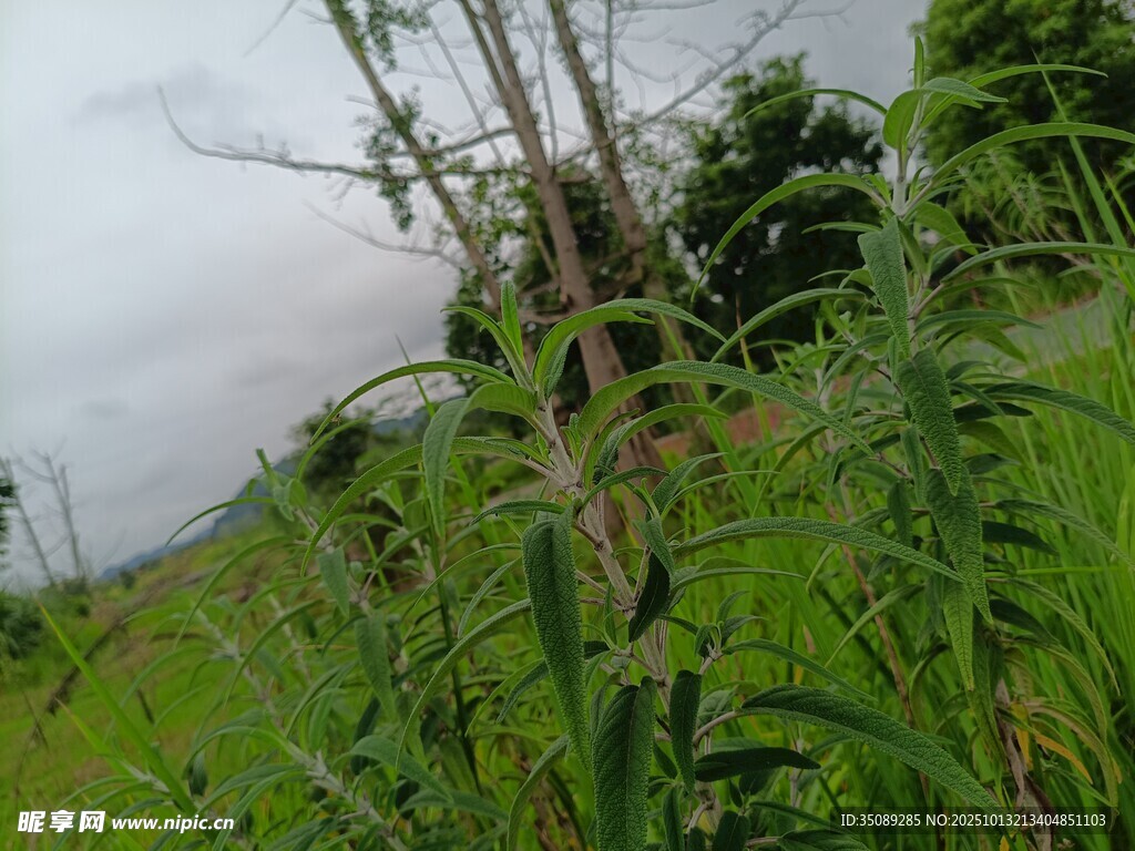 野外繁茂绿植与阴沉天空