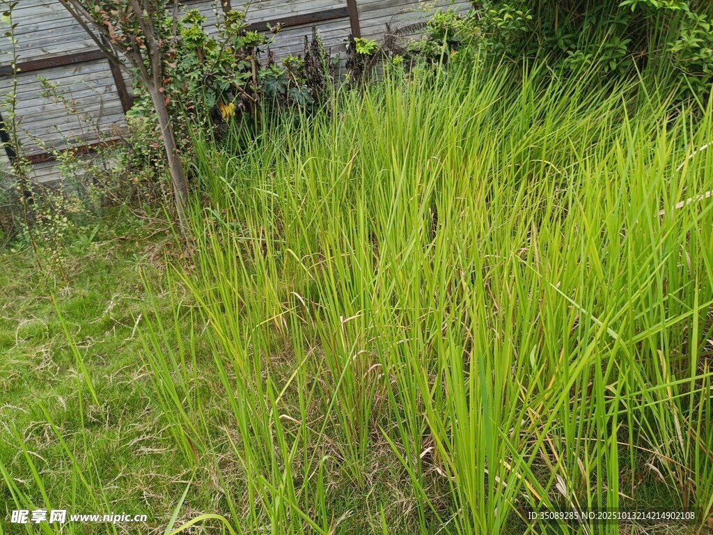 户外茂盛的绿色草丛