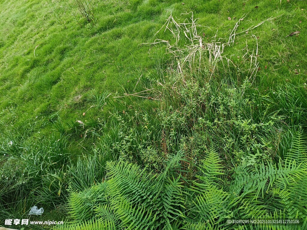 翠绿山坡上的繁茂植被
